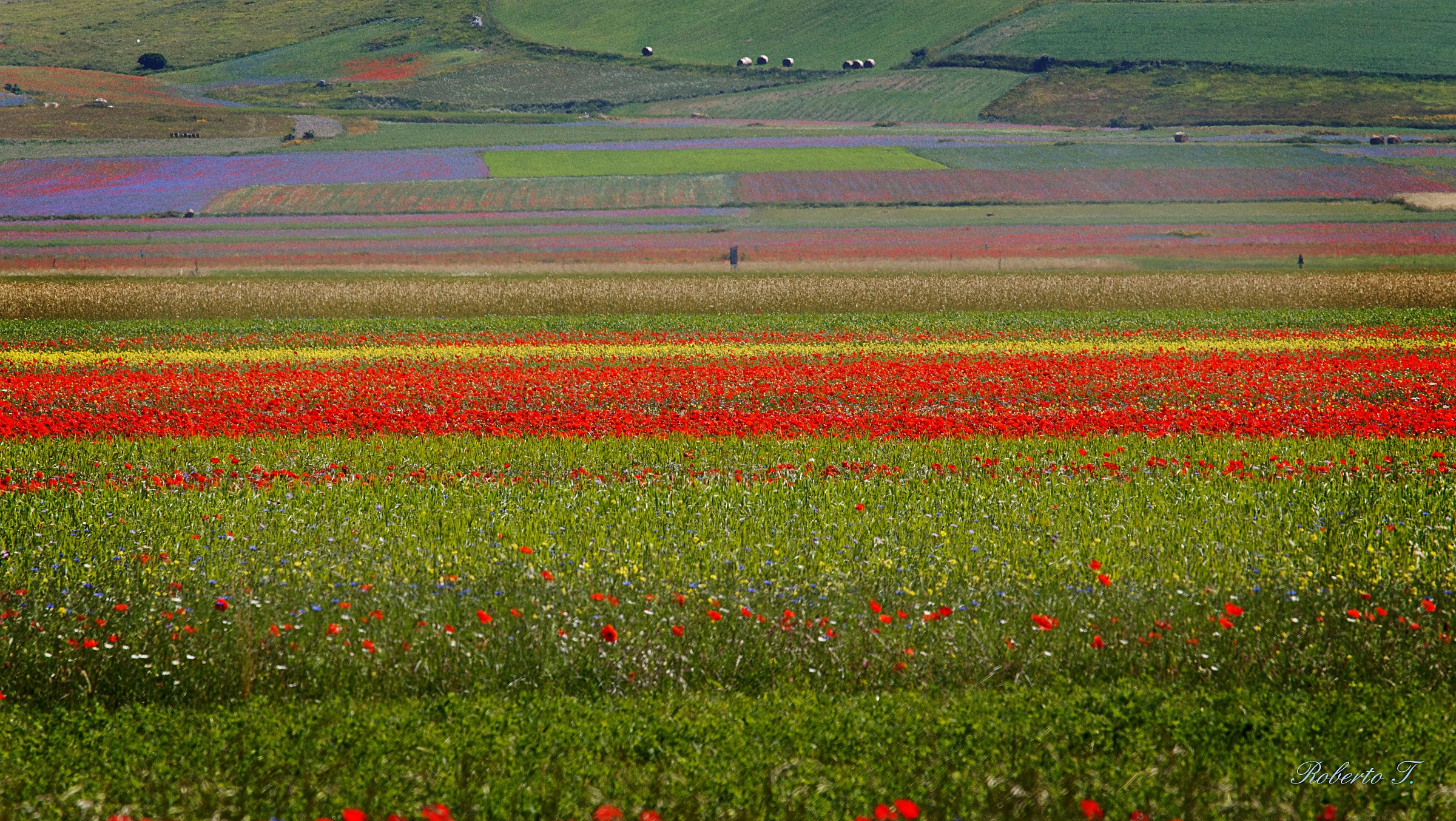 Fiorita Di Castelluccio 2014