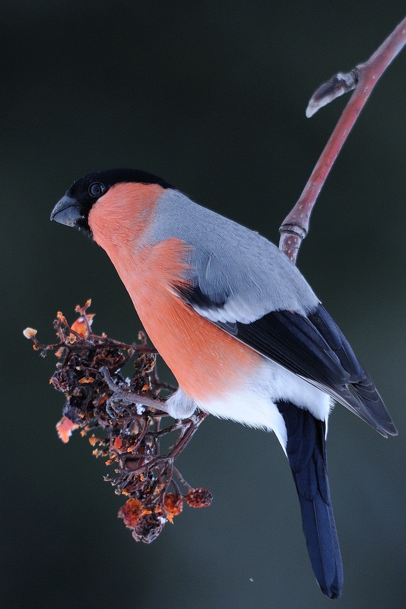 Bullfinch