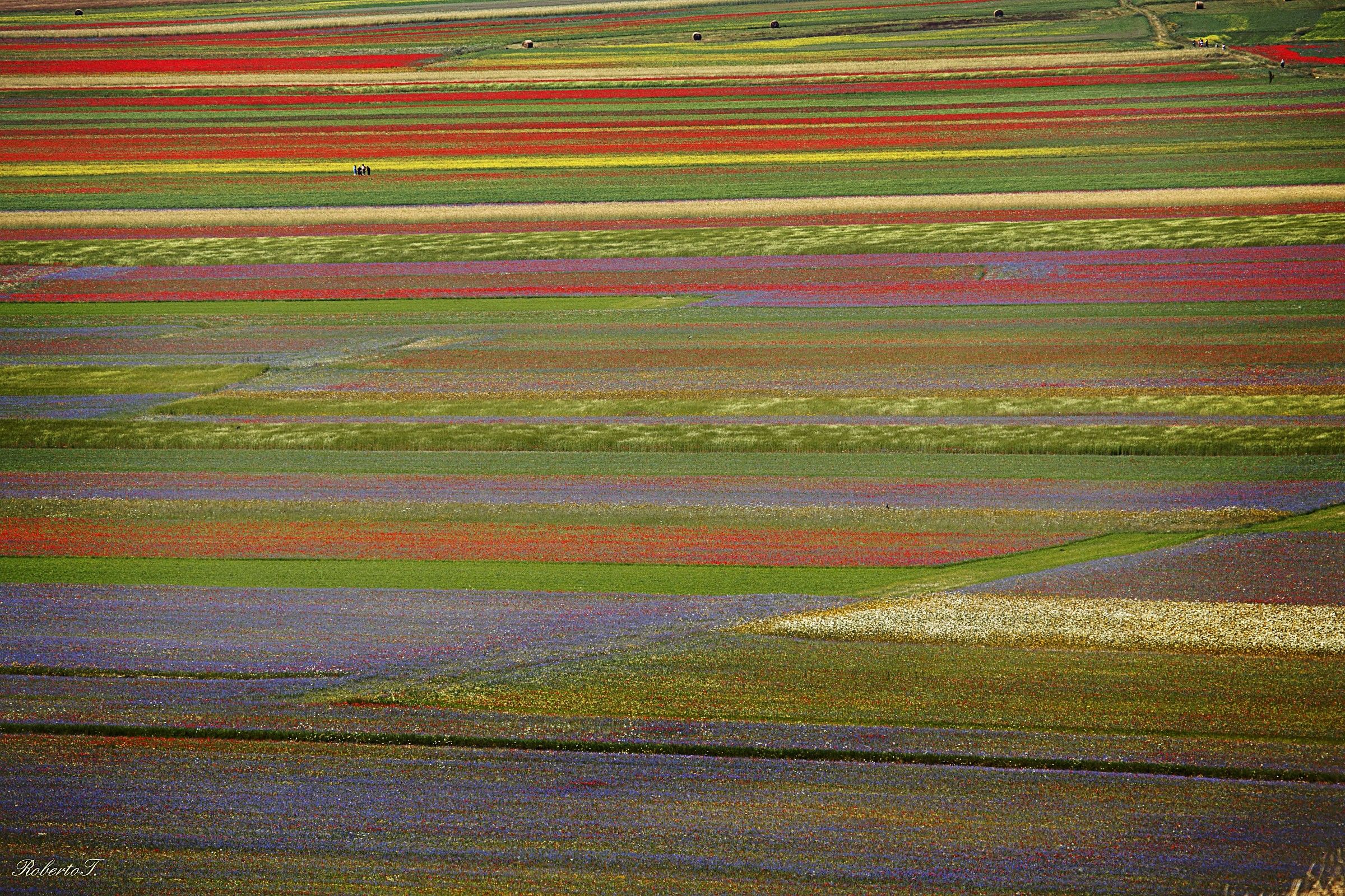 Fiorita Di Castelluccio 2014
