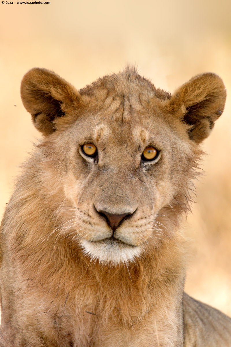 Panthera leo (lion), 008341