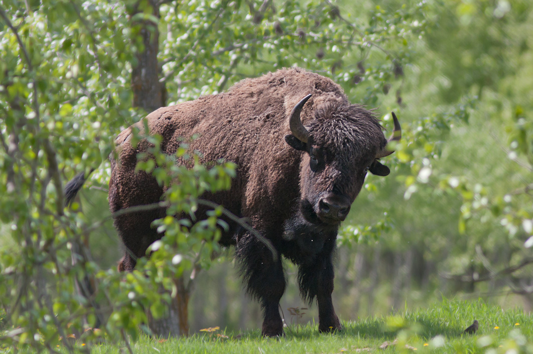 Plains Bison
