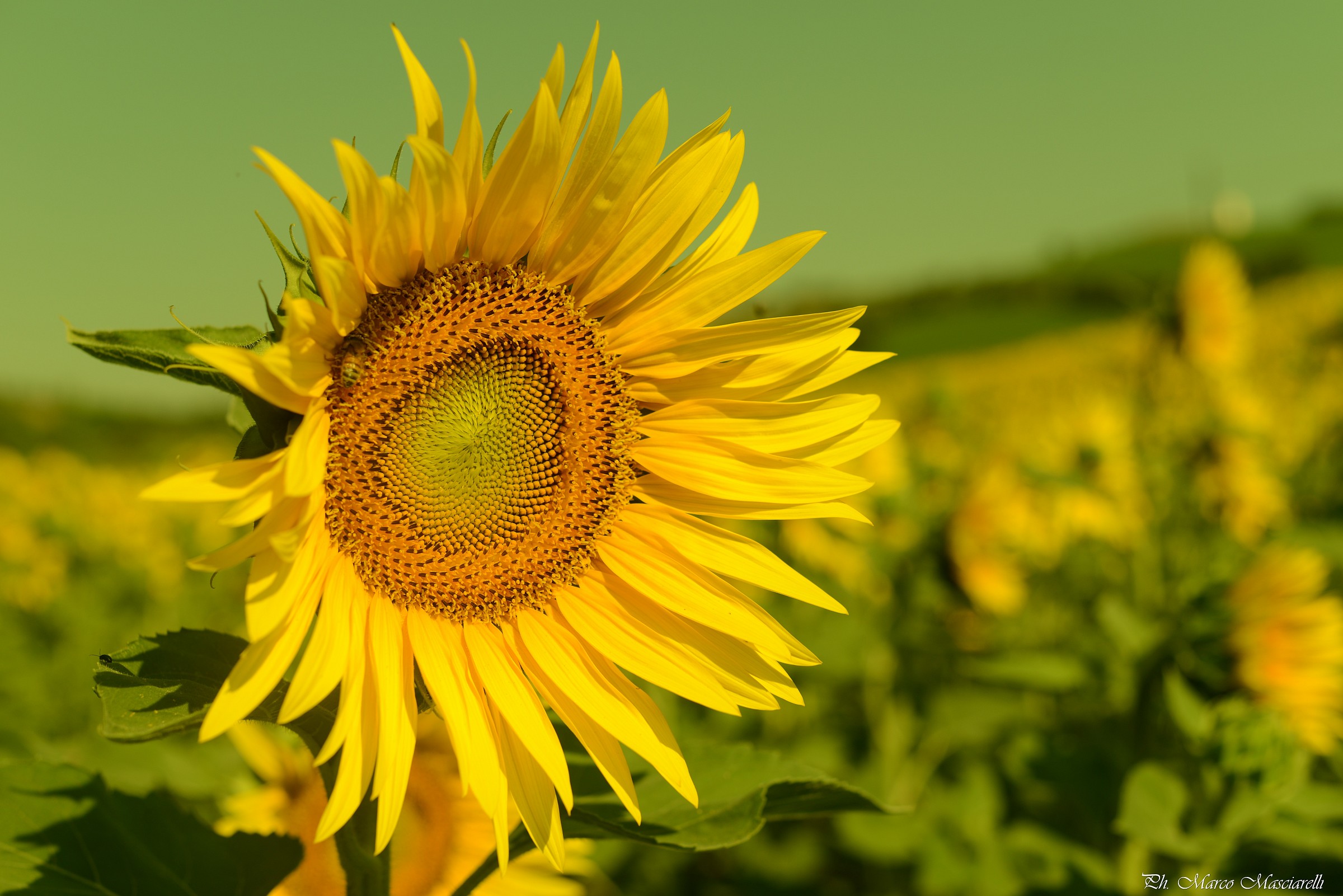 Giallo Giallo Giallo Girasole