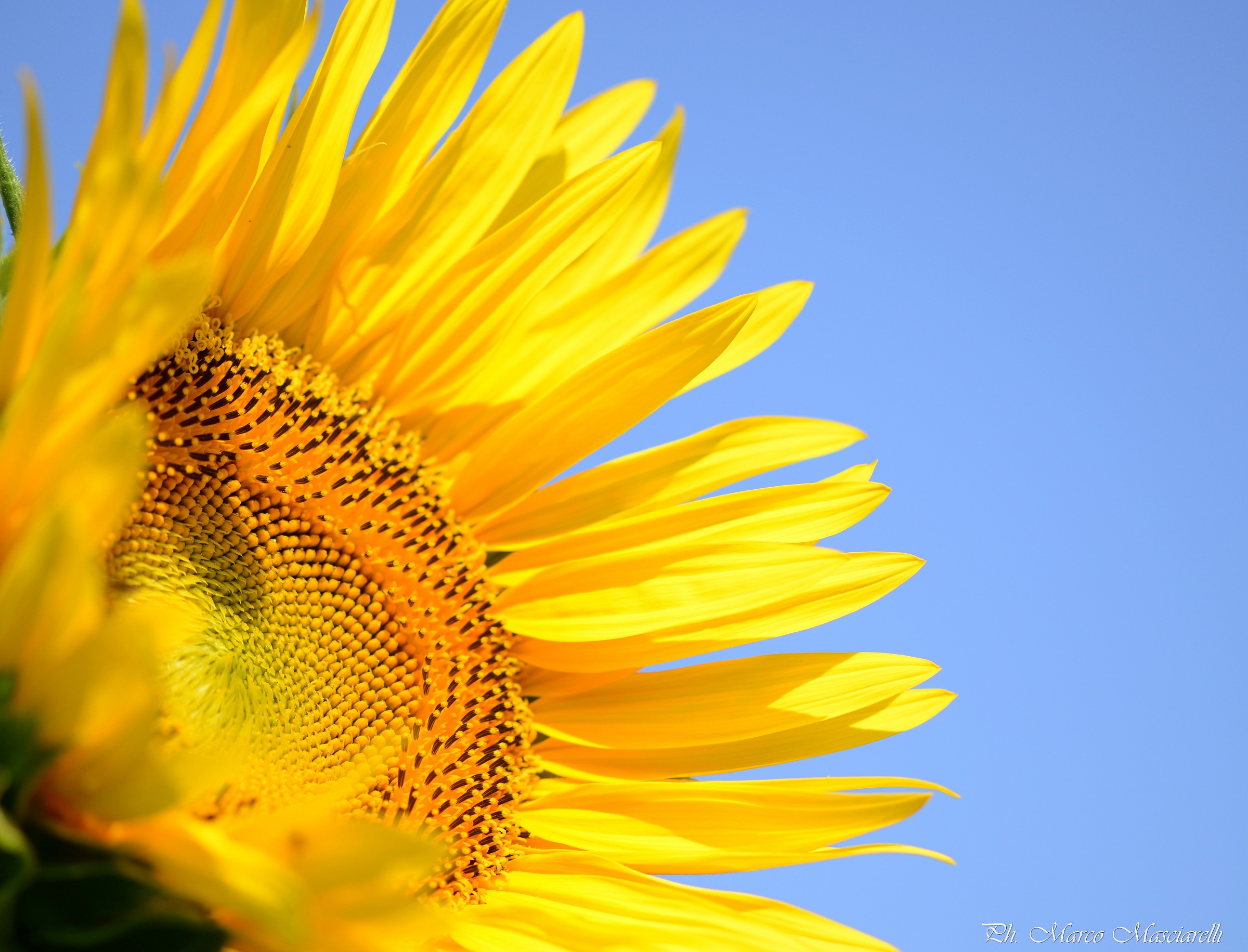 Girasole