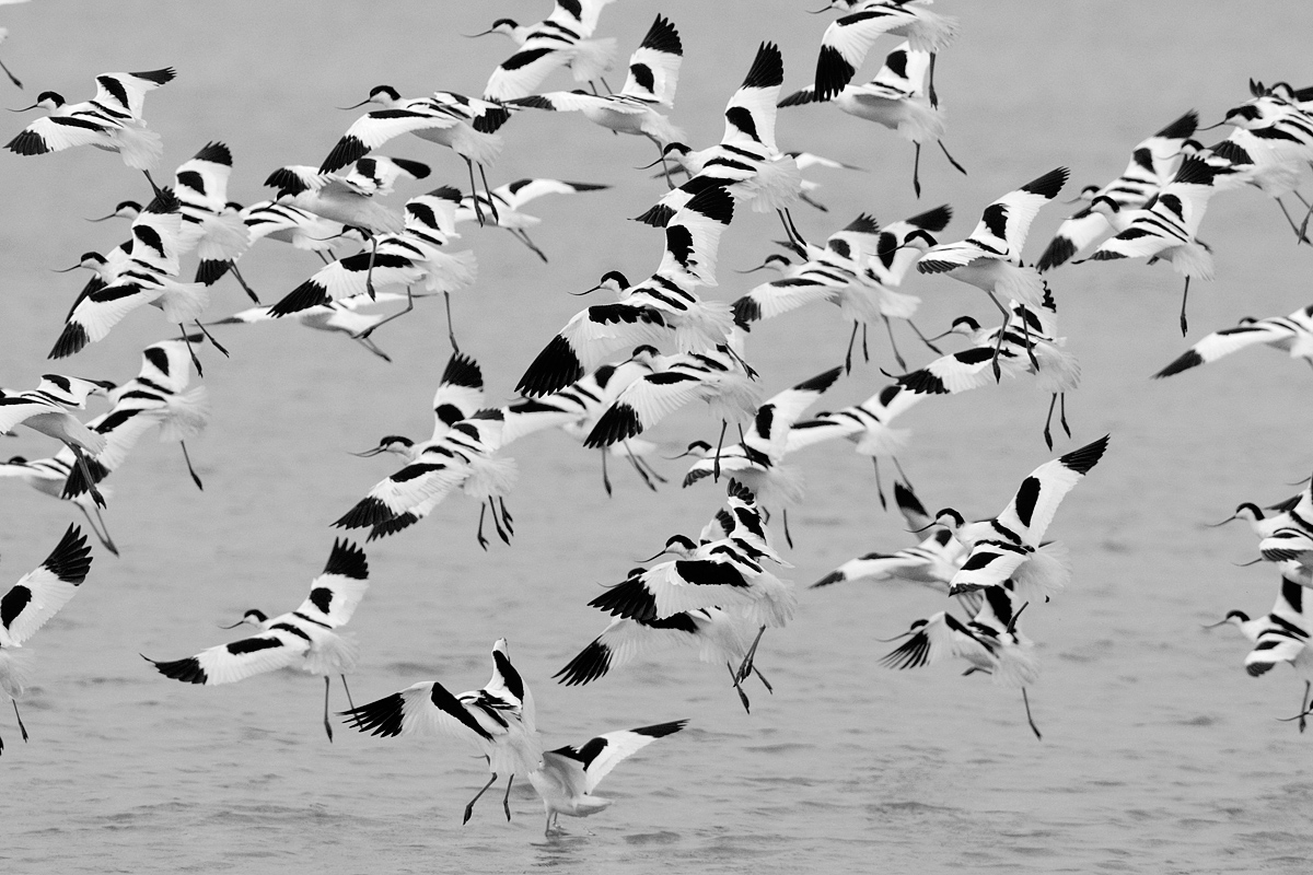 Flight of avocets