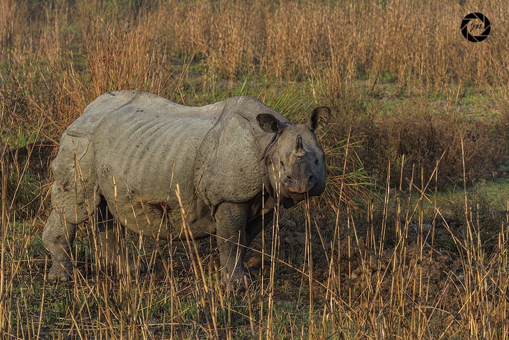 Primo avvistamento se quello indiano cornuto Rhino