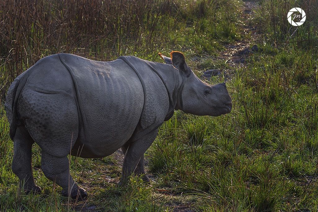 Rhino in mattinata ...