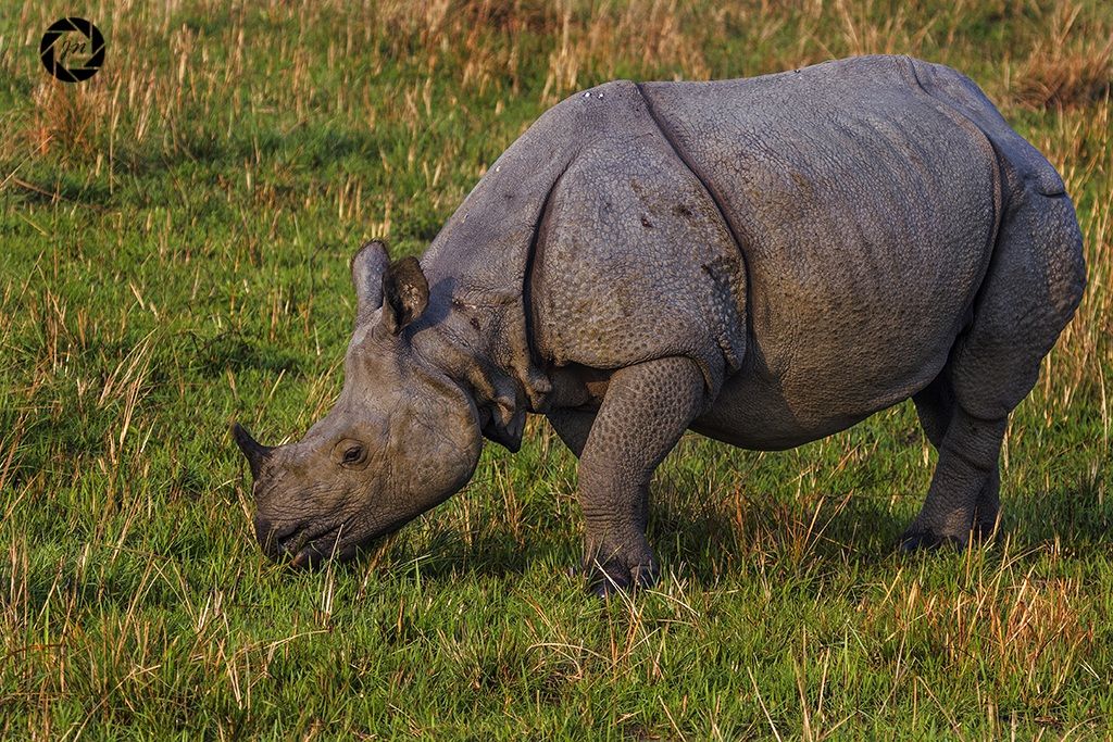 Ancora un altro Rhino