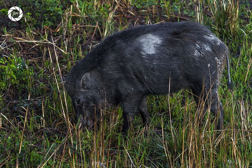 La bestia fangosa ...