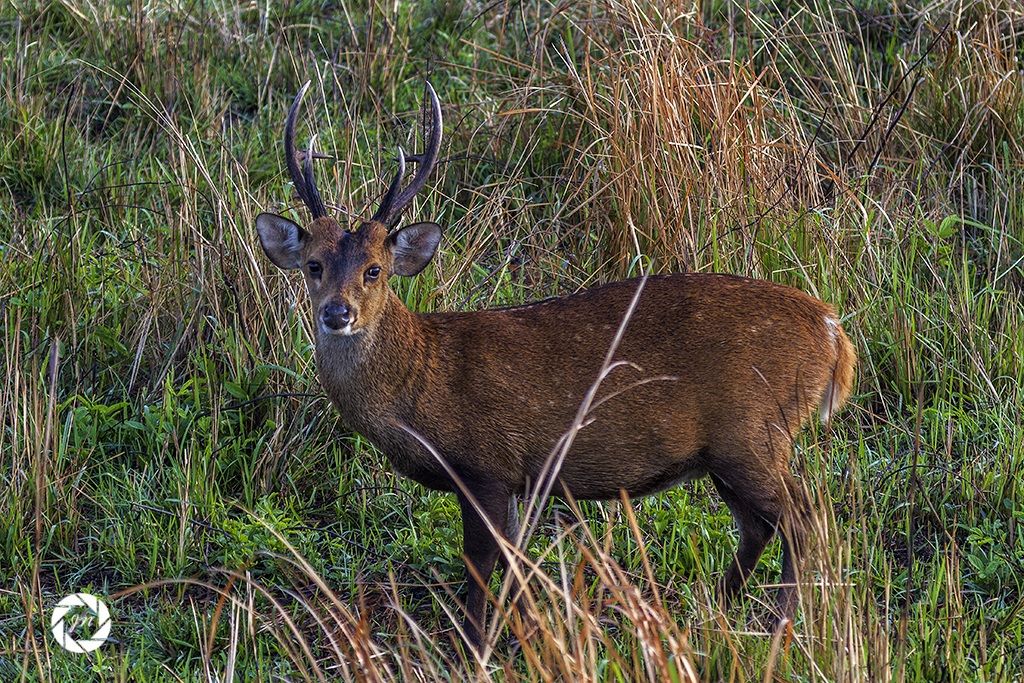 Faccia a faccia con Hog ??cervo