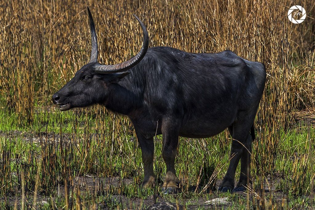 Quella con le grandi corna in più ....