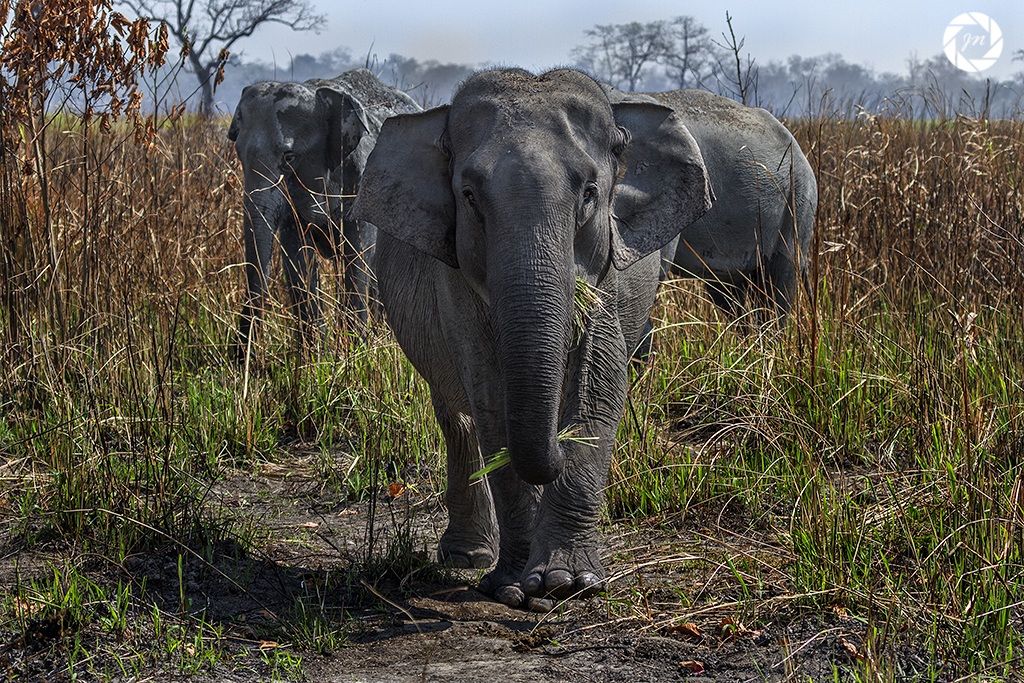 Il Trio di giganti ....