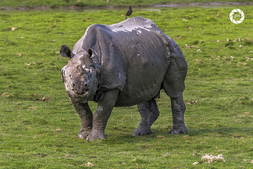 Il grande fangoso ....