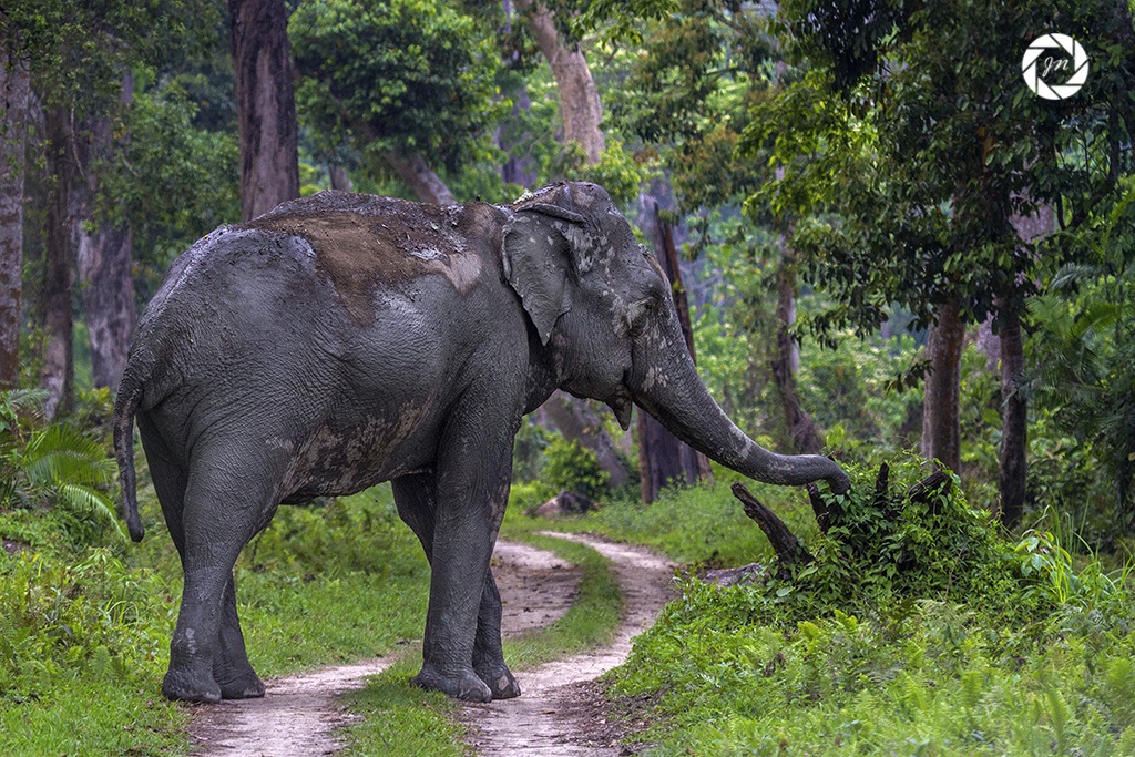 Il vagabondo gigante