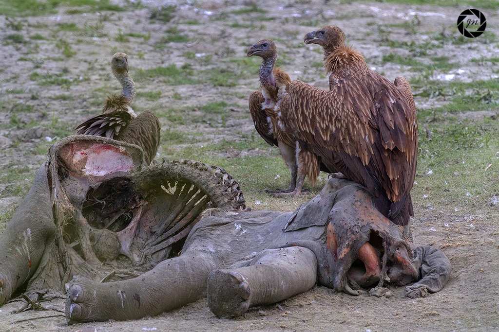La caduta di una volta potente ....