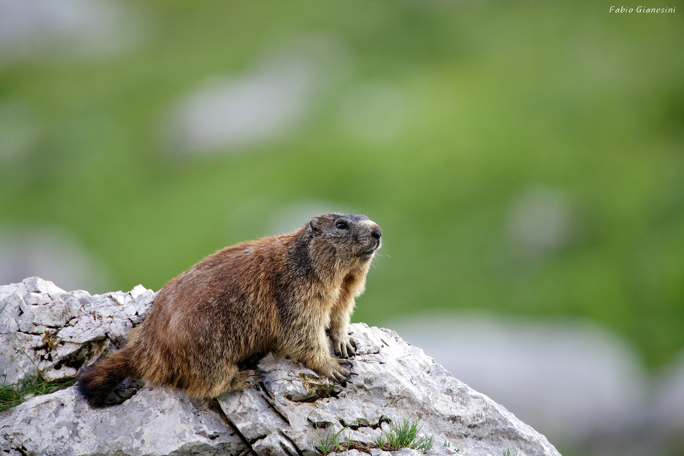 Marmot