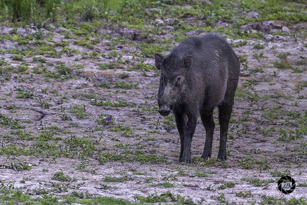 The wild boar