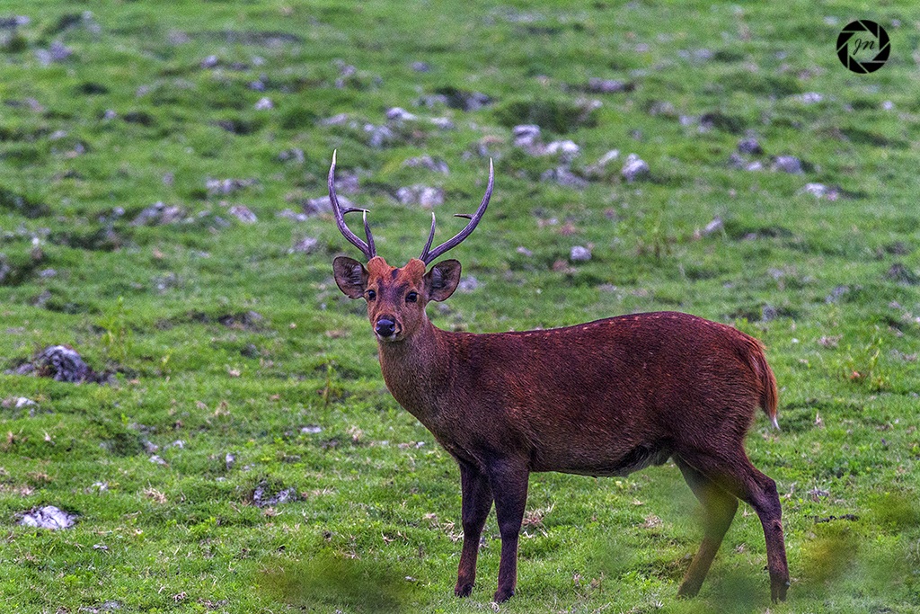 The hog deer