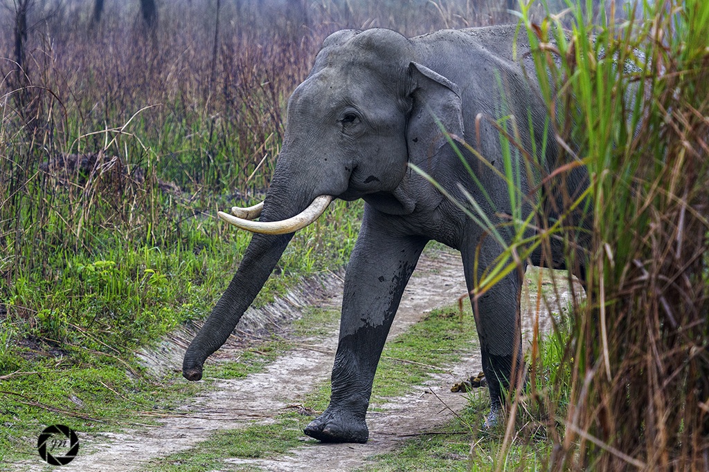 The tusker arrives....