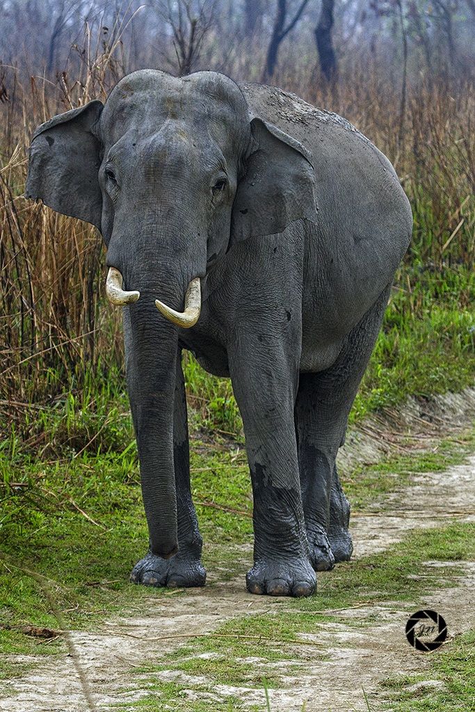 Face to face with a tusker