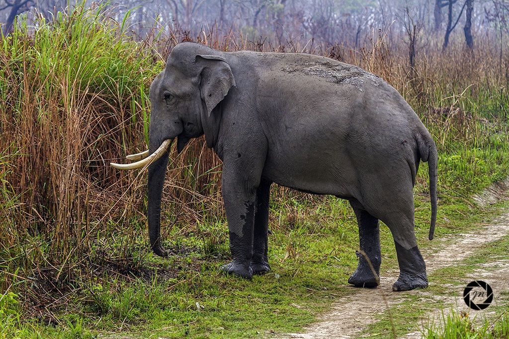 Un adulto Tusker completo