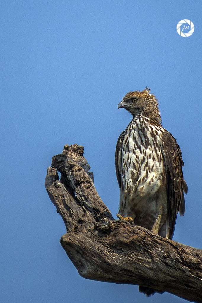 A changeable (Creasted) hawk eagle
