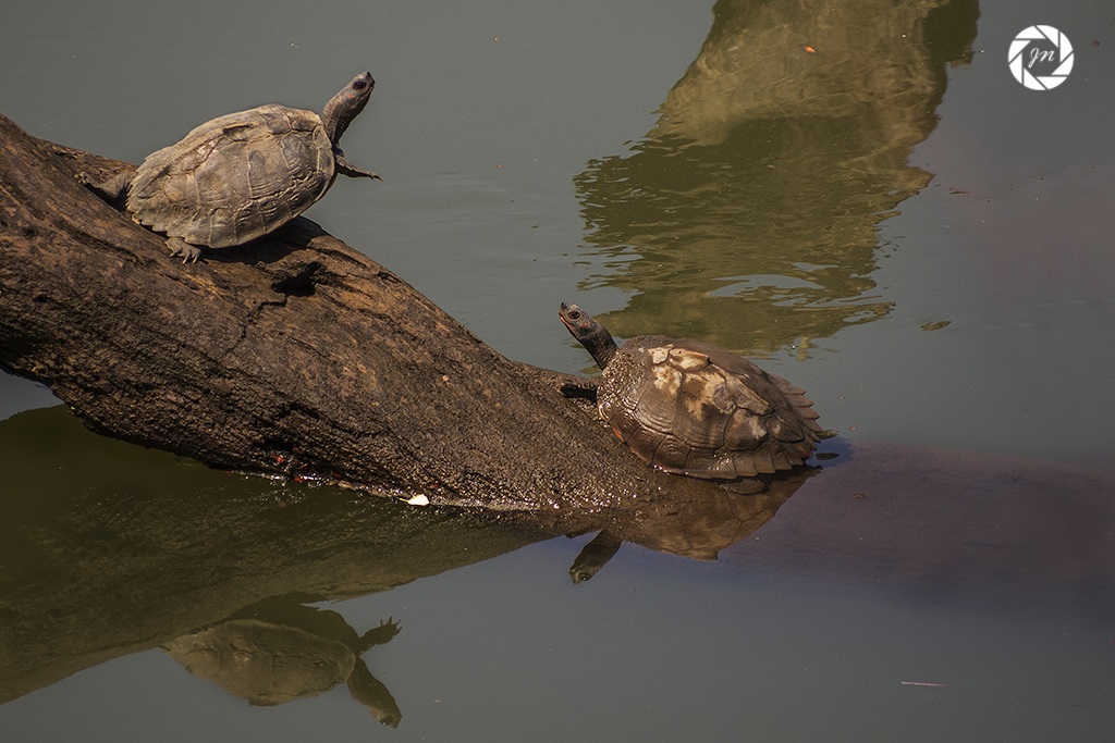 Crogiolarsi al sole ...