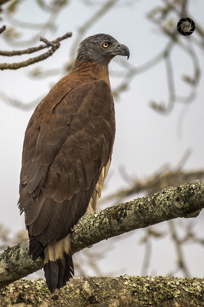 Grigio Headed Fish Eagle