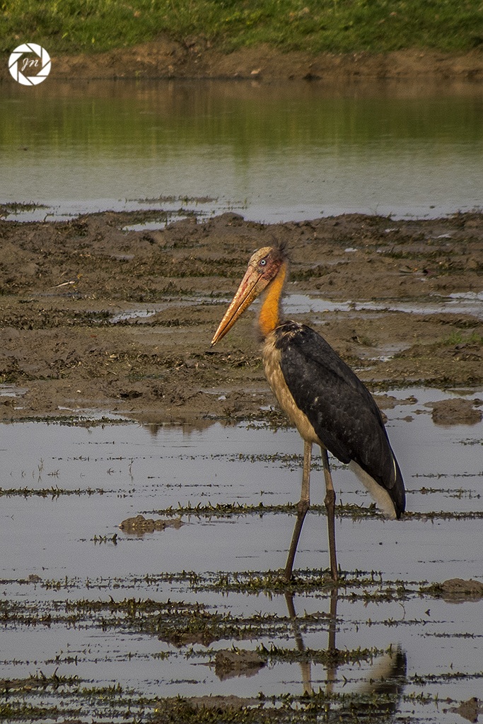 Lesser cicogna aiutante