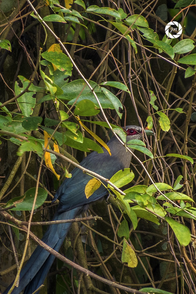 Verde fatturato Malkoha