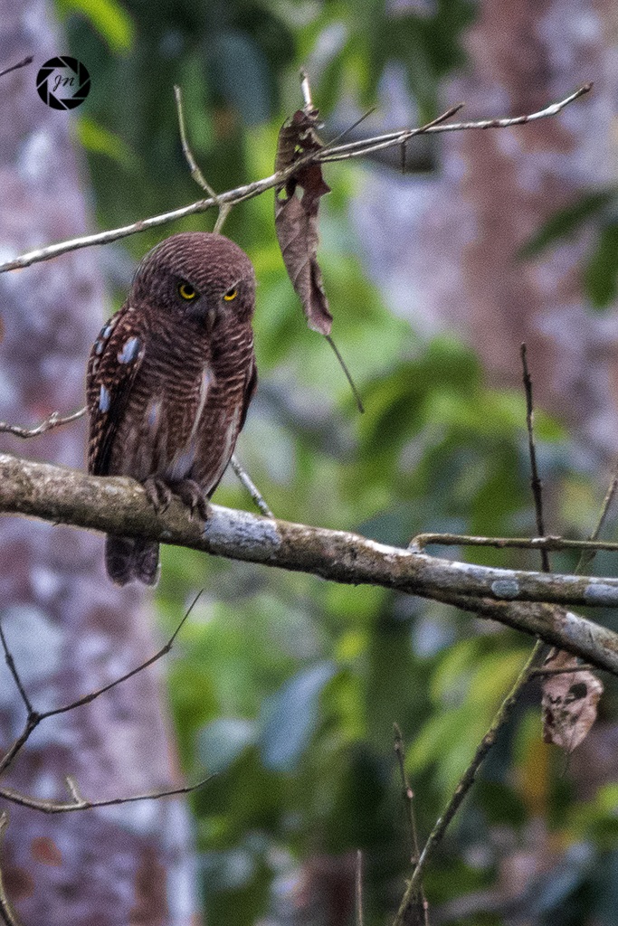 Asian Barred Owlet