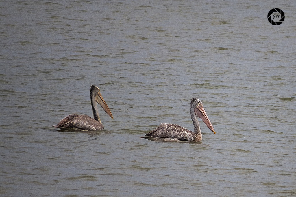 Fatturata punto Pellicani