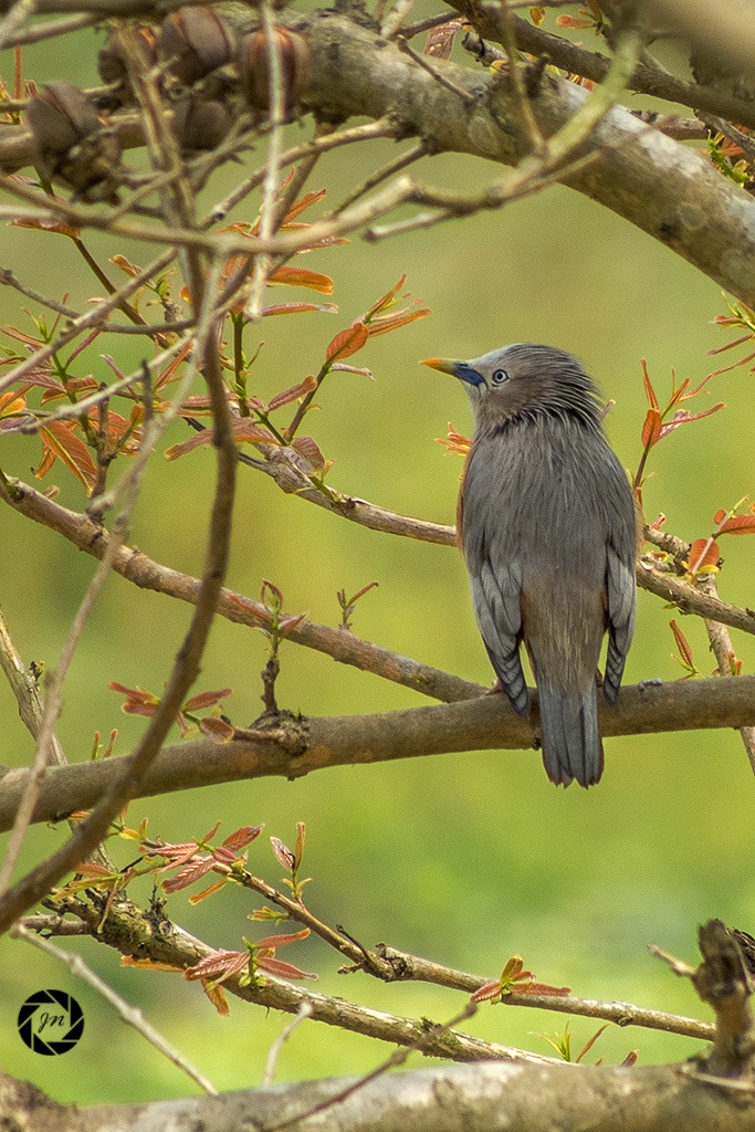 Chestnut coda Starling