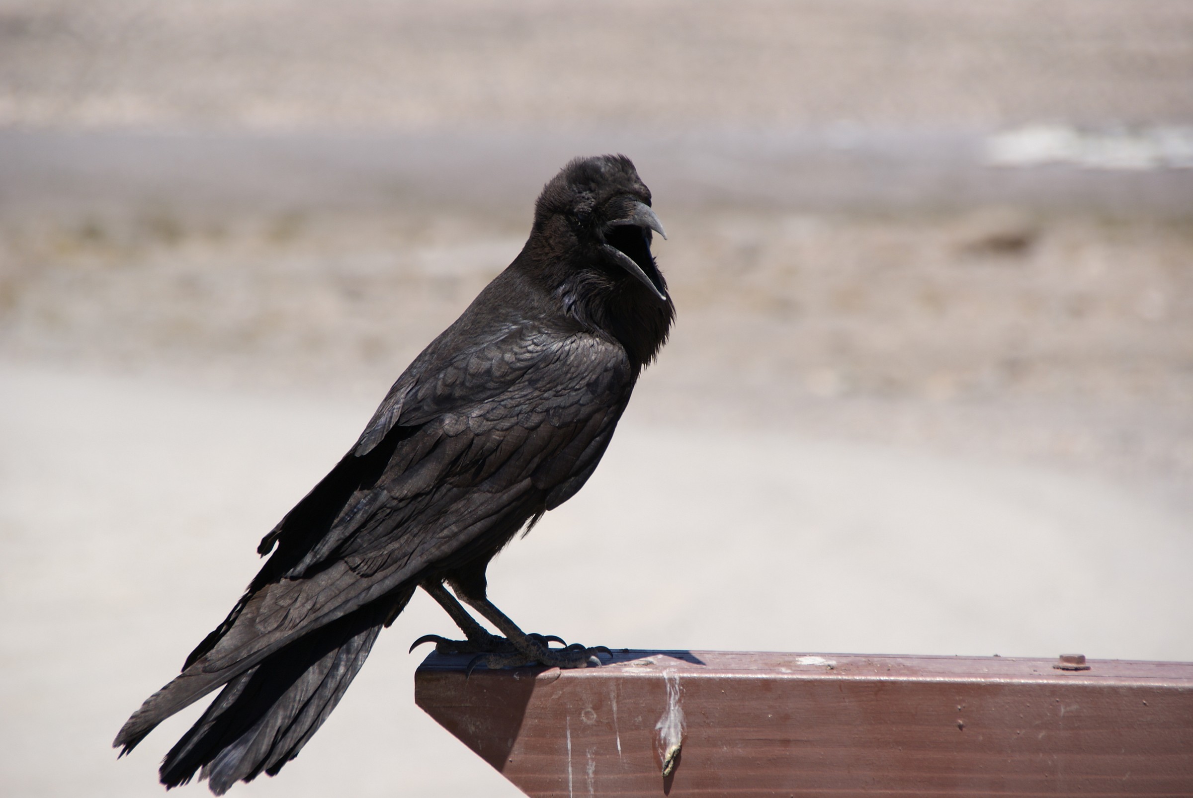 Crow in Death Valley