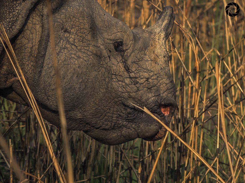 One horned Rhino close-up