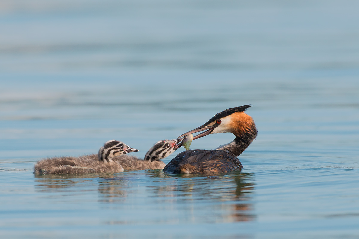 Little grebes grow ..