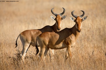 Alcelaphus buselaphus