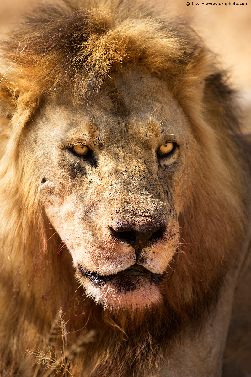 Panthera leo (Leone), 008347