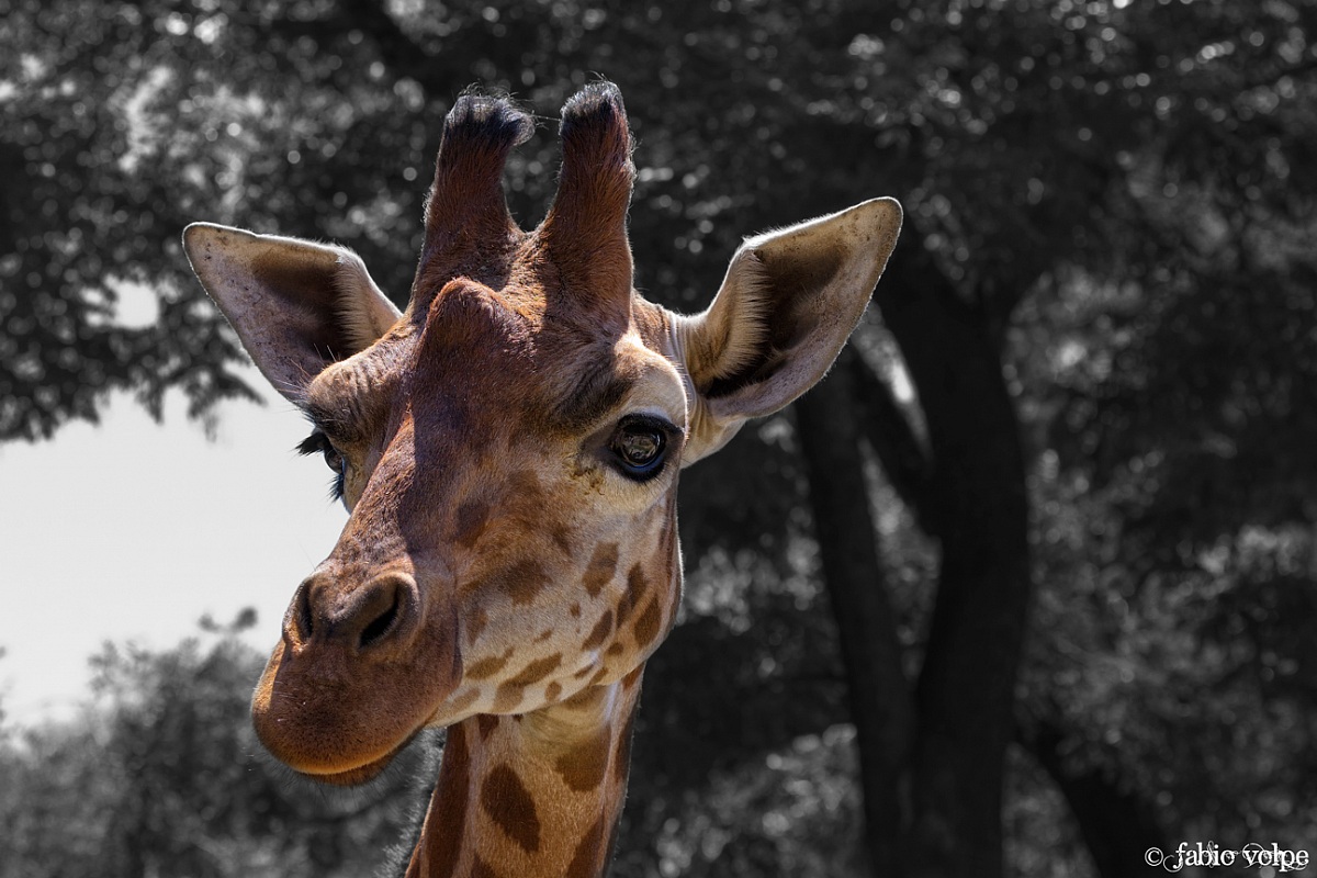 Portrait of giraffe