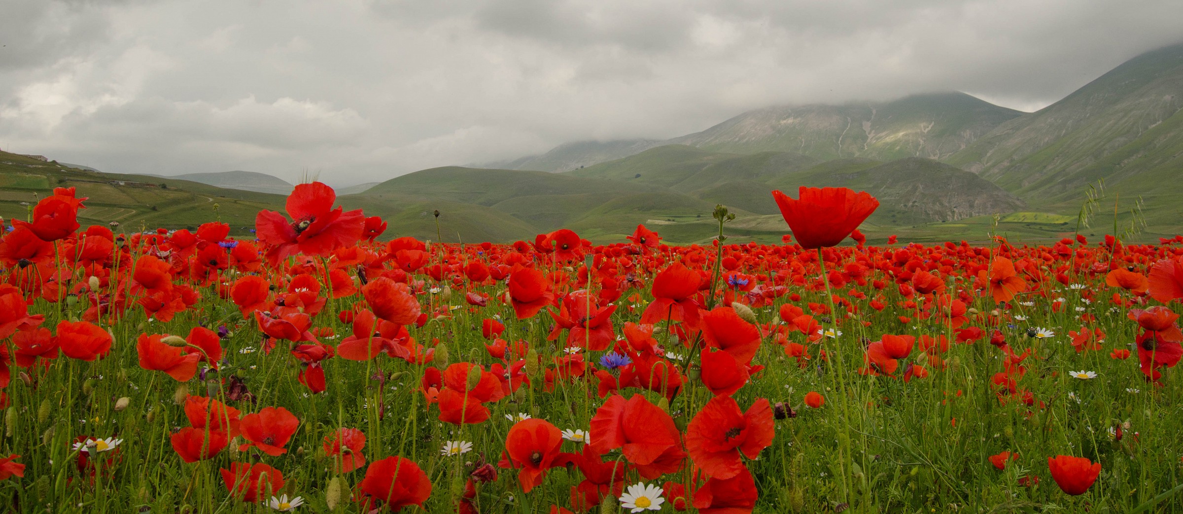 Mille papaveri rossi....
