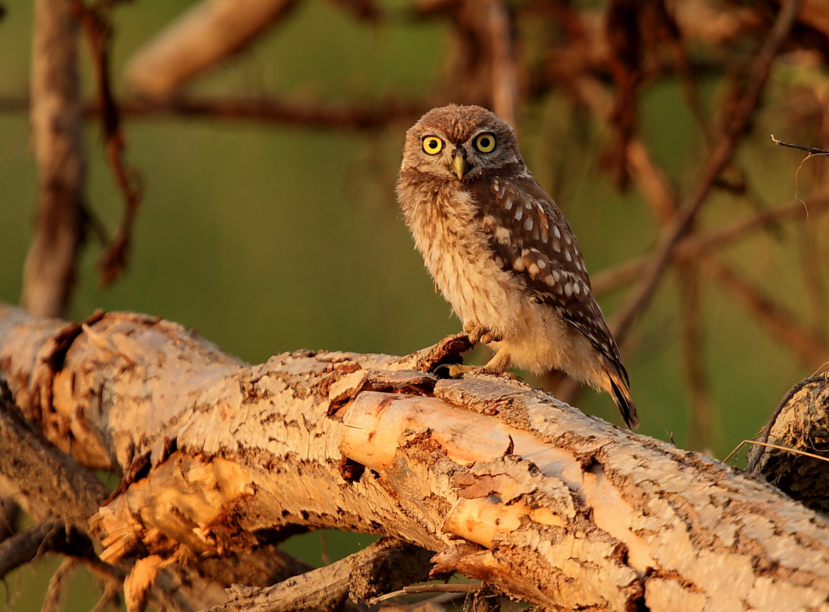 young owl