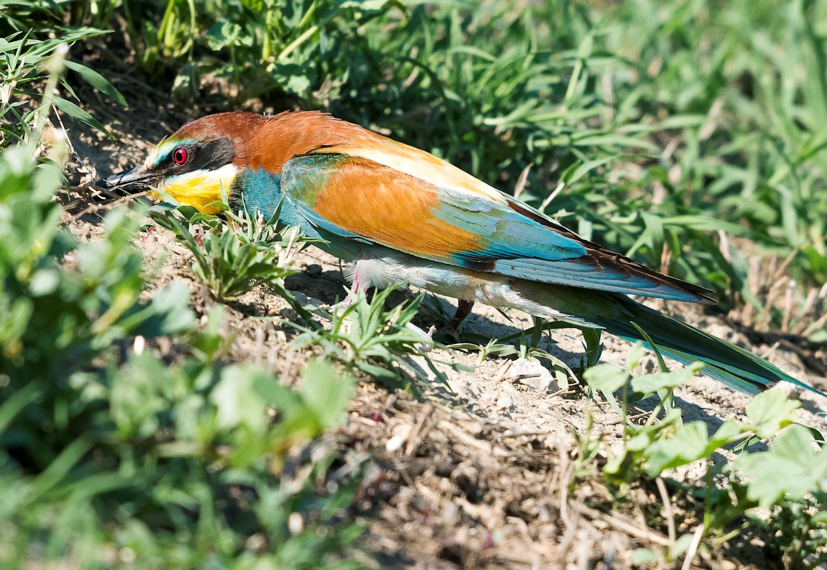 gruccione all'imbeccata