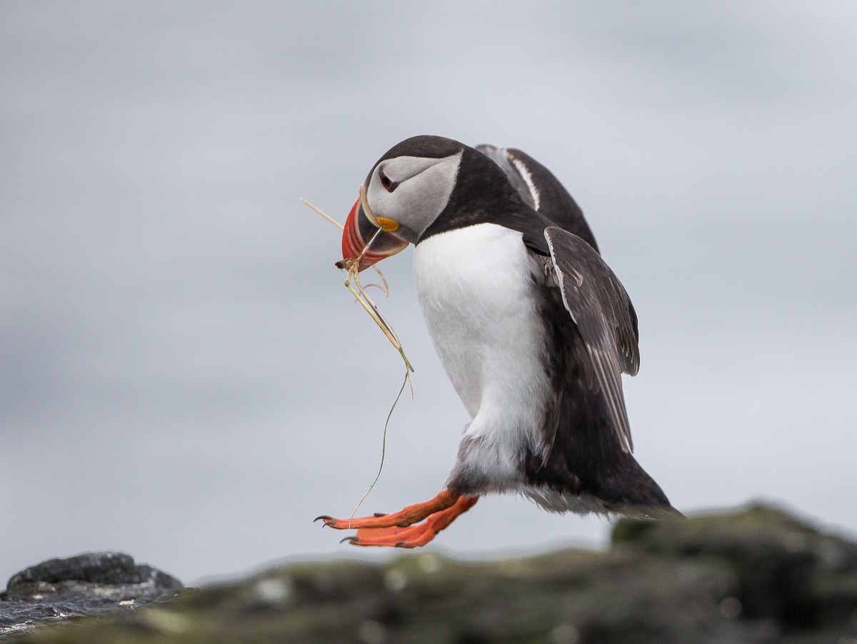 Puffin