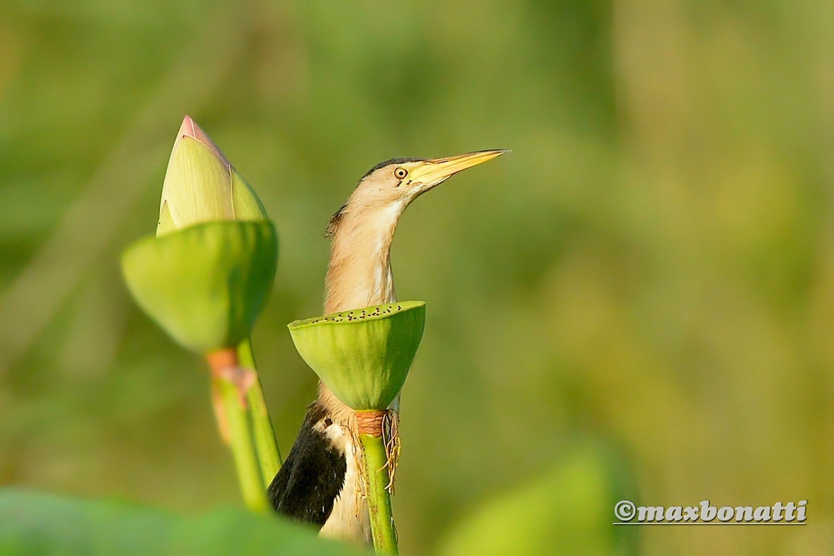 Bittern and lotus