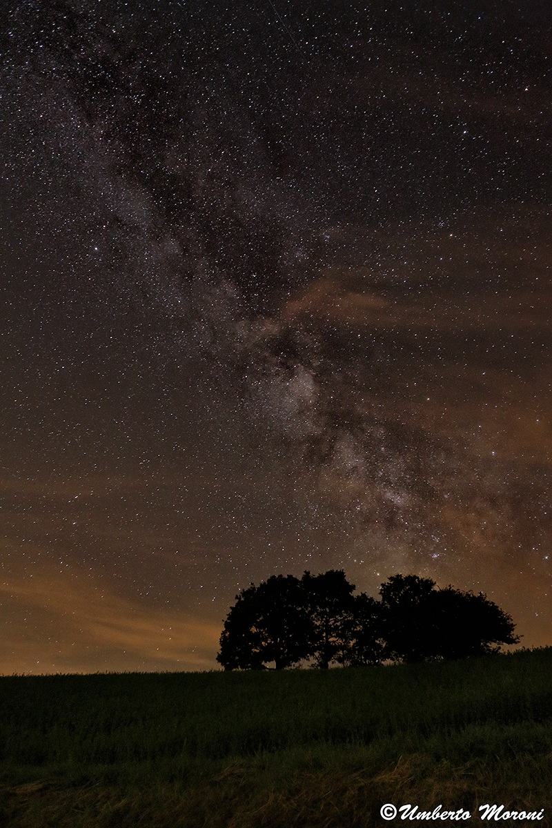 Milky Way on trees