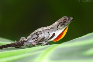 Anolis sagrei