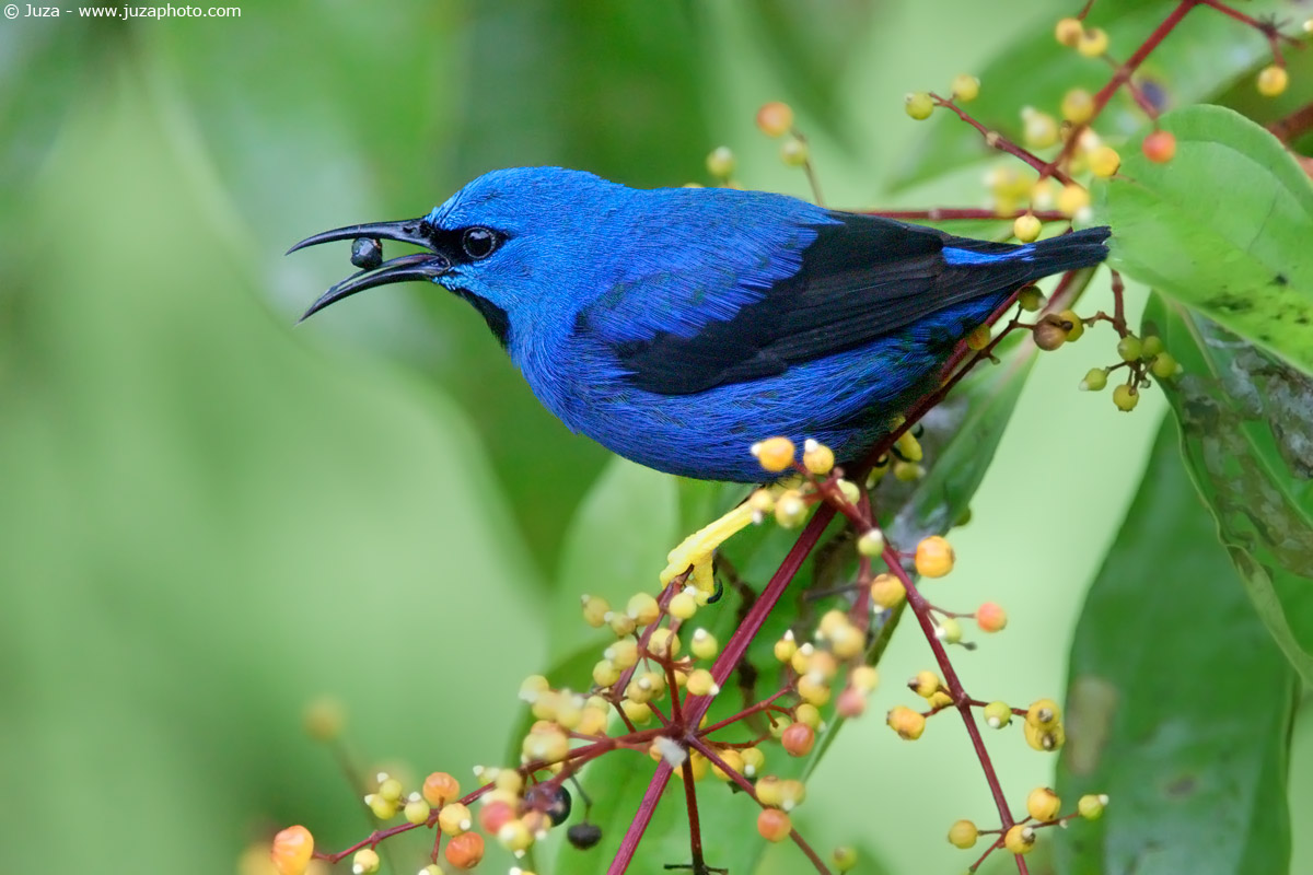Cyanerpes lucidus, 010870