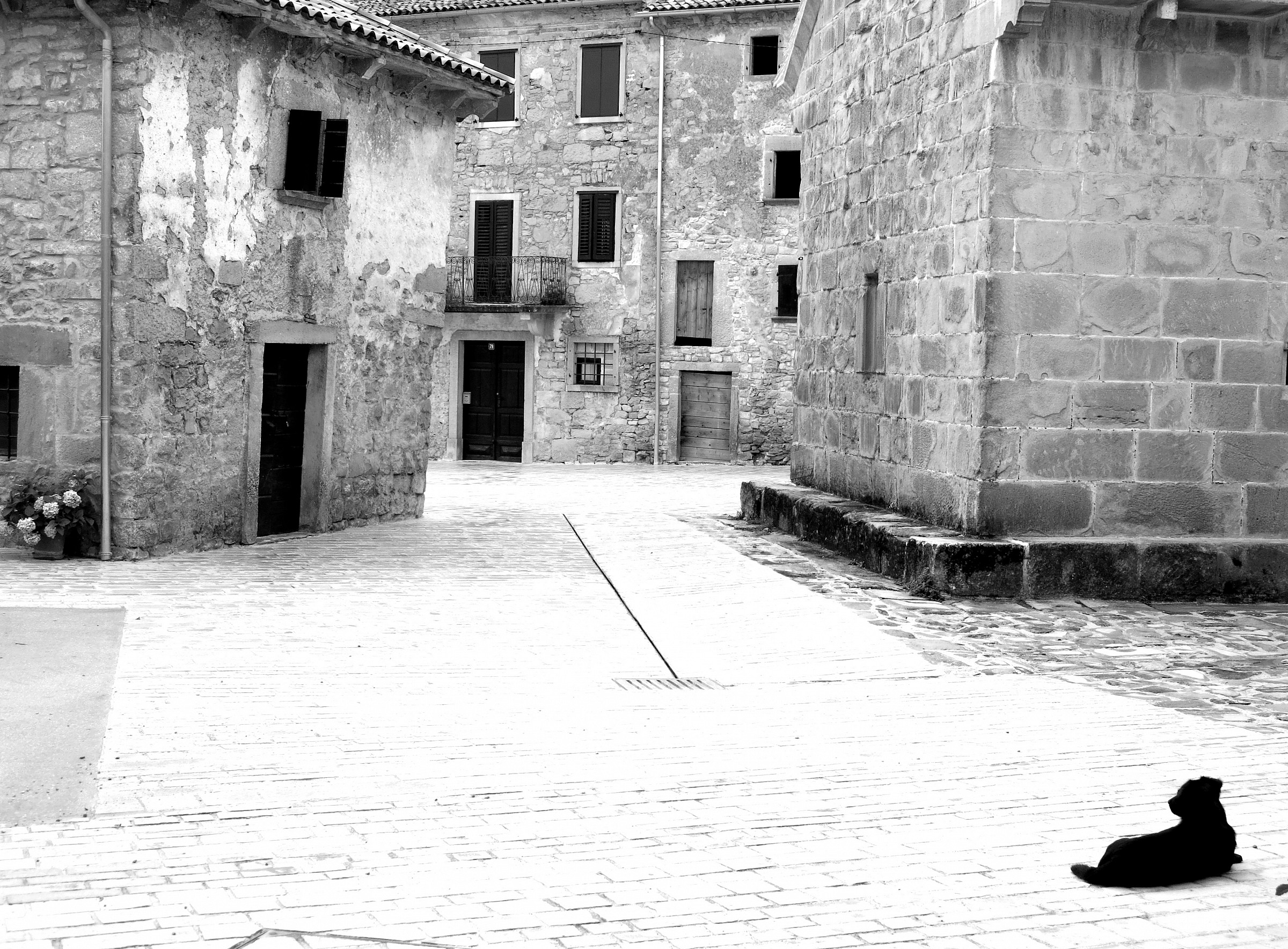 solleone, solamente un cane a Gallignana