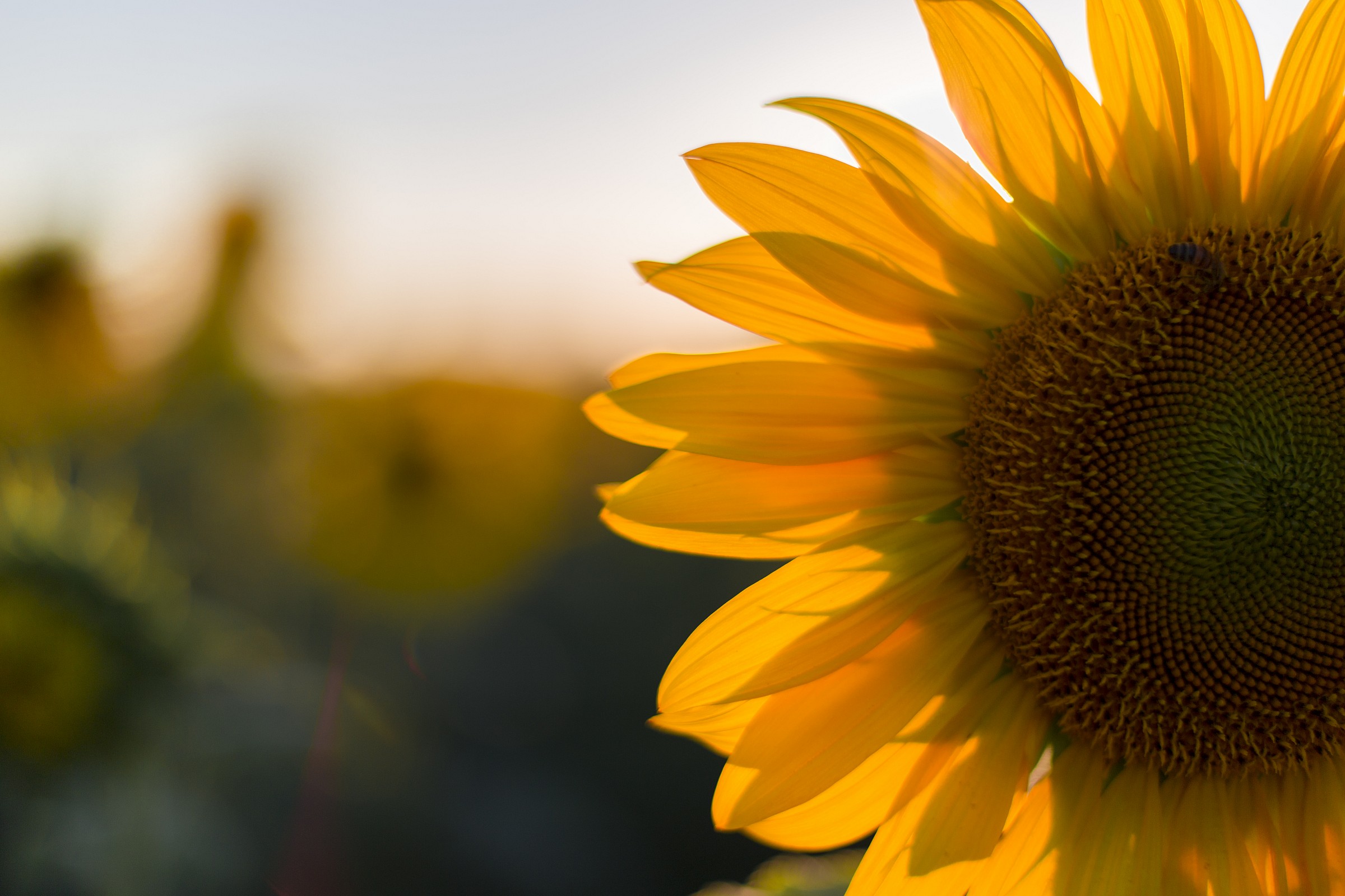 against the sun (bee shade)