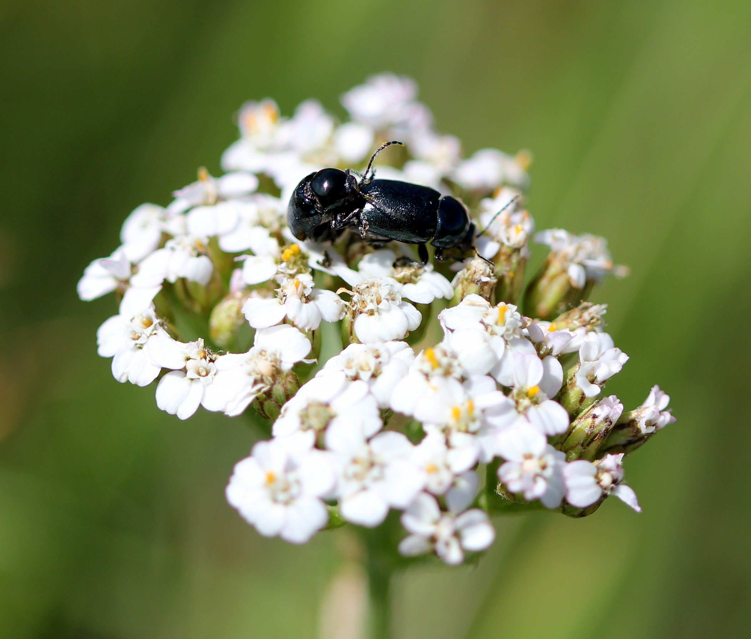 Scarabei in intimità