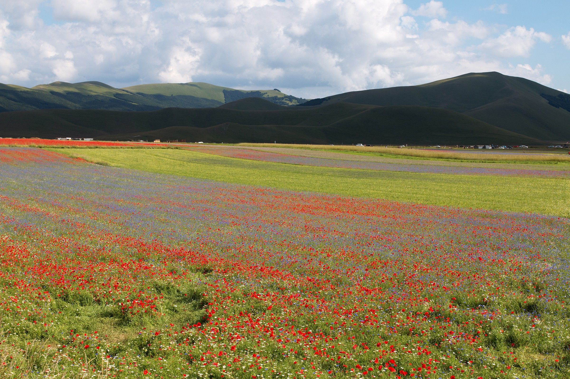 castelluccio in bloom